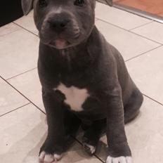 Staffordshire bull terrier Enzo