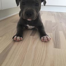 Staffordshire bull terrier Enzo