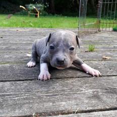 Staffordshire bull terrier Ester