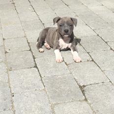 Staffordshire bull terrier Ester