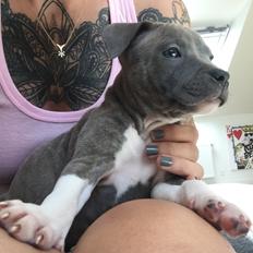 Staffordshire bull terrier Ester