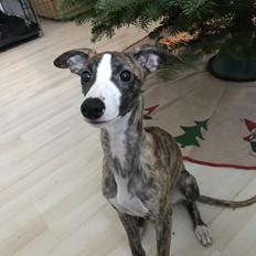 Whippet All Stars Rolf