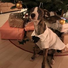 Whippet All Stars Rolf