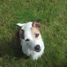 Jack russell terrier Bello 