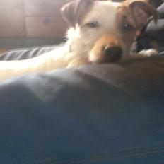 Jack russell terrier Bello
