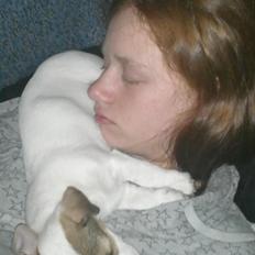 Jack russell terrier Bello