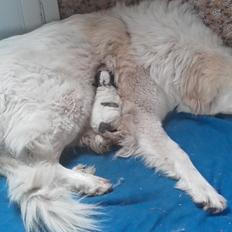 Pyreneerhund My