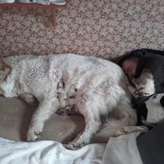 Pyreneerhund My