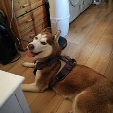 Siberian husky Saya