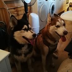Siberian husky Saya