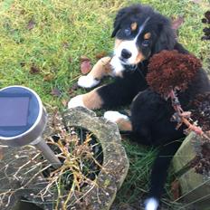 Berner sennenhund Kingo