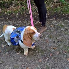 Basset hound Baffo Bentley Haley