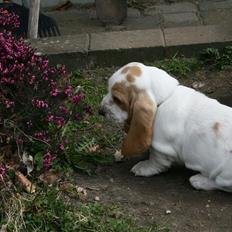 Basset hound Baffo Bentley Haley