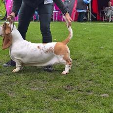 Basset hound Baffo Bentley Haley