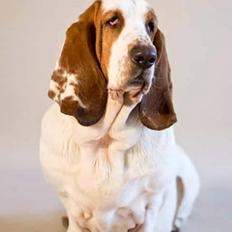 Basset hound Bertha