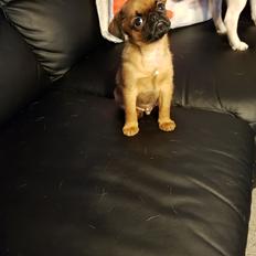 Griffon petit brabancon Oswald