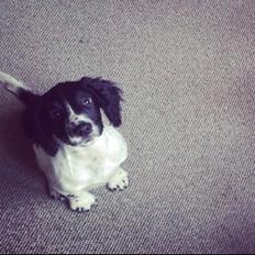 Field Trial Springer Spaniel Speedy