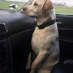 Labrador retriever Zako 