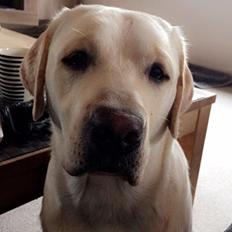 Labrador retriever Zako 