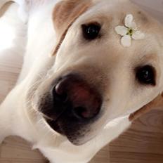 Labrador retriever Zako 