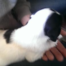 Field Trial Springer Spaniel Aja