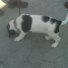 Field Trial Springer Spaniel Aja