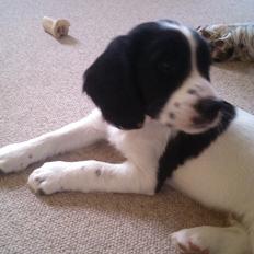 Field Trial Springer Spaniel Aja