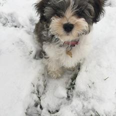 Bichon havanais Atlas