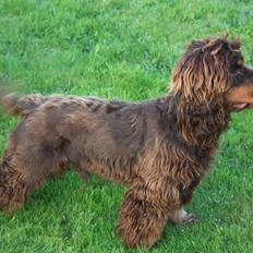 Cocker spaniel Bailey