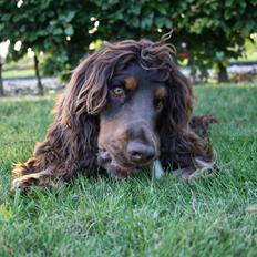 Cocker spaniel Bailey