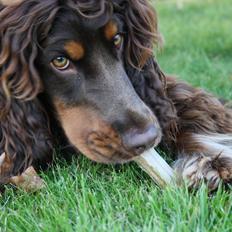 Cocker spaniel Bailey