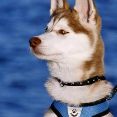 Siberian husky Yuki