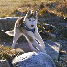 Siberian husky Yuki