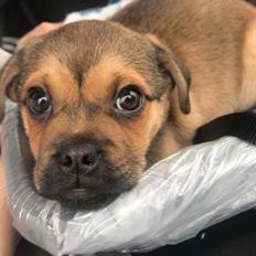 Blanding af racer Bulf