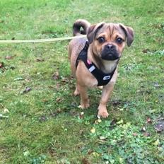 Blanding af racer Bulf