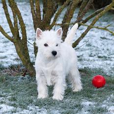 West highland white terrier Chili