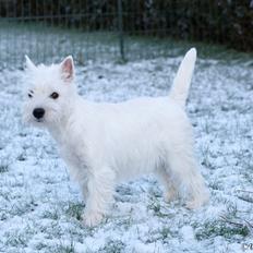 West highland white terrier Chili