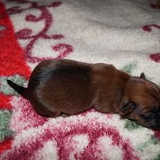 Blanding af racer Gizmo