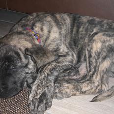 Dogo canario Bako