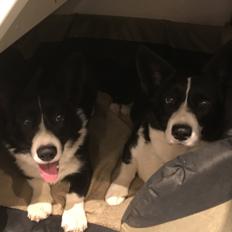 Welsh corgi cardigan Ruthmann's Mynte