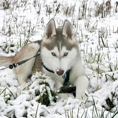 Siberian husky Yuki