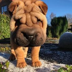 Shar pei Ingolf