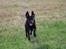 Labrador retriever Zorba IV 