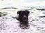 Labrador retriever Zorba IV 