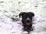 Labrador retriever Zorba IV 