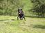 Labrador retriever Zorba IV 