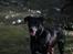 Labrador retriever Zorba IV 