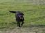 Labrador retriever Zorba IV 