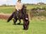 Labrador retriever Zorba IV 