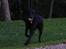 Labrador retriever Zorba IV 